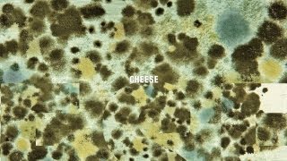 Demograffics - CHEESE Album-Snippet