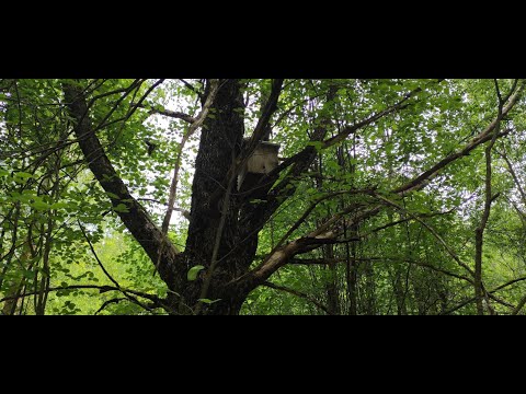 Роеловство. Разведка во всю летает у ловушек. Скоро буду с роями! Проверка ловушек на пчёл. #роелов