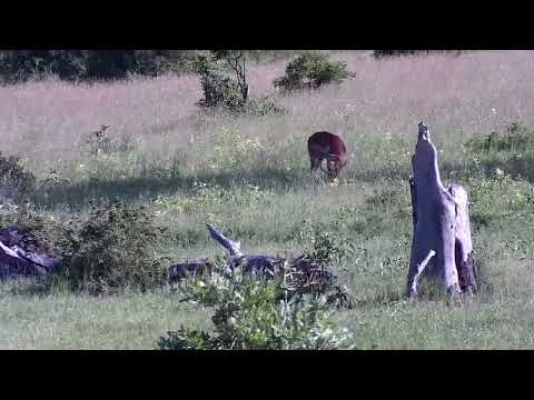 Djuma: Impala ram on Open Area - 16:06 - 01/16/2023