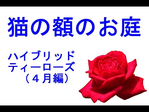 ハイブリッドローズ「エルプフロレンツ」 植物