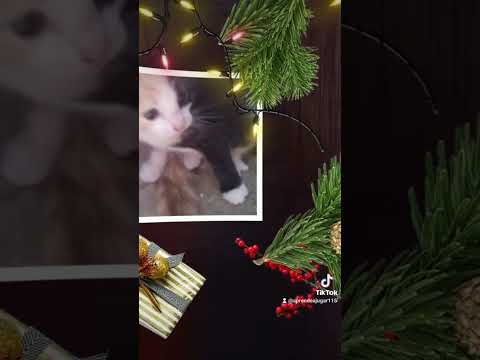 las mascotas kids les desean feliz navidad🎄y noche buena🥳