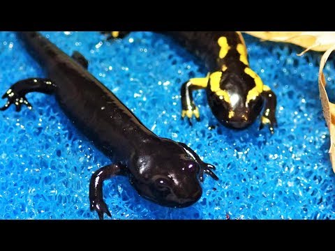 Rare Black Fire Salamander - Salamandra s. terrestris || Schwarzer Feuersalamander