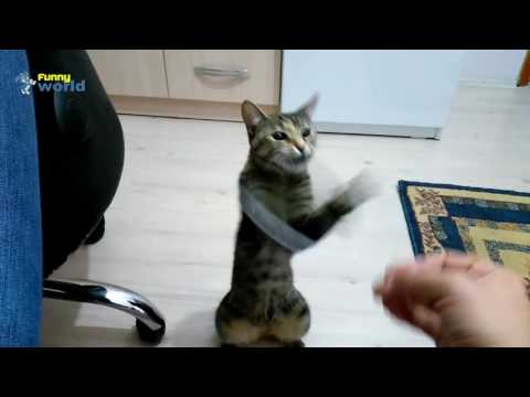 Crazy cat NAZLI - Cat video