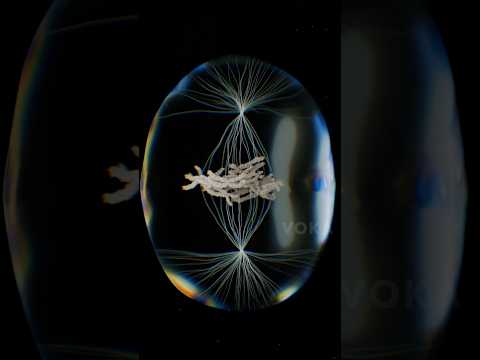 Mitosis: witness the process of cell division in 3D with VOKA 3D Anatomy & Pathology #3danatomy
