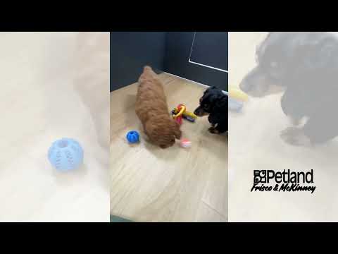 Cavapoo F1B - 40190 video preview