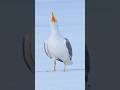 Just in case you haven't heard the laughter of seagulls. #birds #seagull