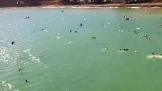 preview picture of video 'Watching for humpback whales at San Simeon Pier'