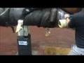 Collecting The Sperm Rich Fraction Of The Ejaculate From A Stallion