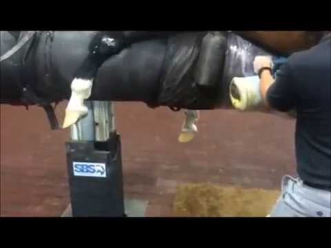 Select Breeders Services - Collecting a Fractionated Stallion Ejaculate