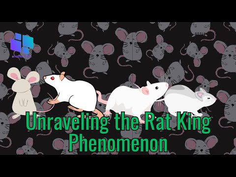 Unraveling the Rat King Phenomenon #facts #historyfacts #amazingfacts #oddlyinteresting #mystery