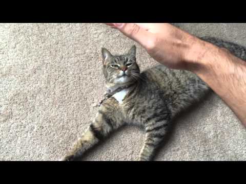 How to Pet an American Bobtail MIx Cat