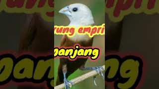 Download lagu suara pikat burung emprit mp3