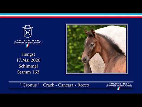 Holsteiner Elite-Fohlenauktion | Nr. 54 v. Crack - Cancara