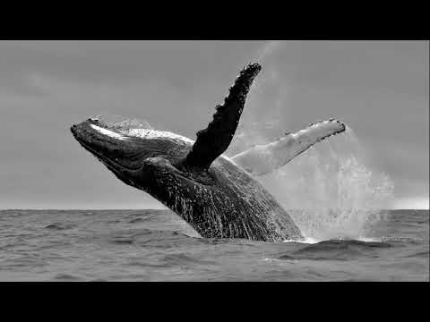 The Life and Death of Gaia – Dir by: Jerry Toth - 16:48 Min - Ecuador -Trailer