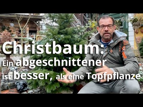 , title : 'Christbaum: Ein abgeschnittener ist besser, als ein Baum im Topf'