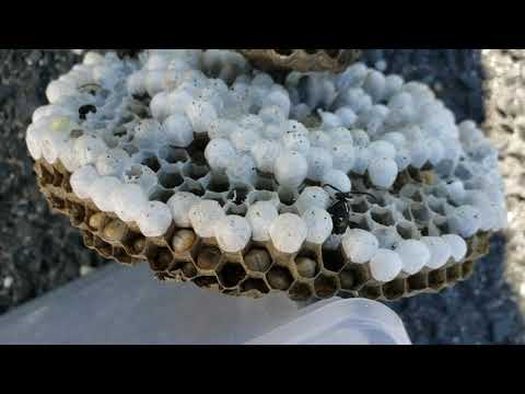 Inside of a Bald-Faced Hornets Nest in Neptune, NJ