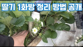 딸기 1화방 관리방법과 1번 꽃을 남겨? 제거해??