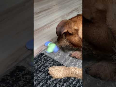 Max vs. Robotická myš!