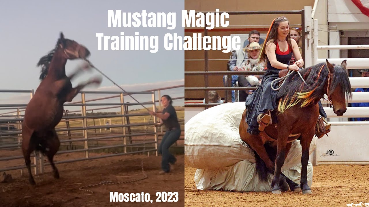 Mustang Magic 2023  (100 Day Training Challenge)