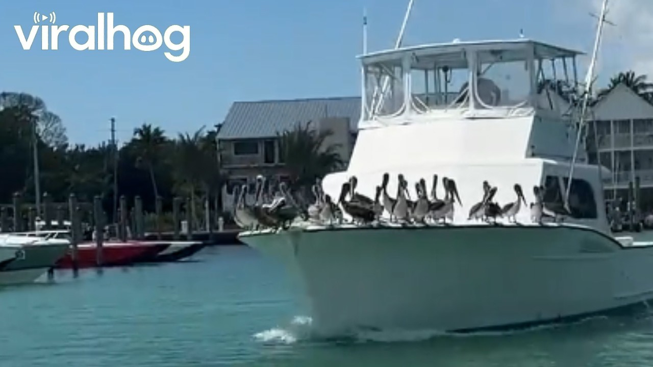 The Pelican Cruise Line || ViralHog