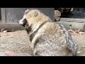 【Cute Japanese Raccoon Dogs】Tanukis in Winter Snow! Adorable Baby Tanukis Interaction and Soothing🦝