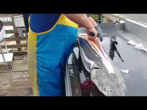 Sturgeon Cleaning and Filleting Demo
