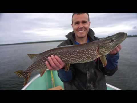 Fantastic Northern Pike and Walleyes at Meta Lake Lodge - Season 5