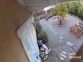 Coyote attacks and eats my cat.