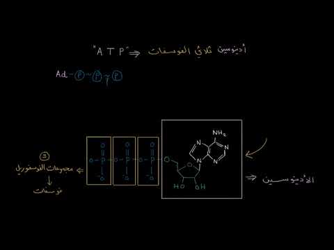 الصف العاشر الأحياء الطاقة والإنزيمات أدينوسين ثلاثي الفوسفات ATP