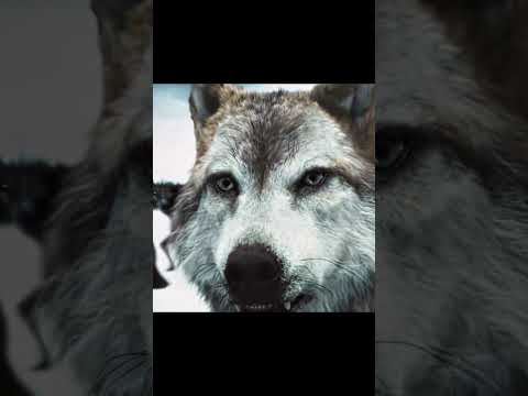 🐺 #twilight #wolf #movie #bella #sad #kristenstewart #moments #vampire #robertpattinson #edit