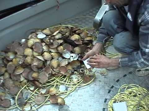 download lagu mp3 mp4 Scallop Dredge Nz, download lagu Scallop Dredge Nz gratis, unduh video klip Scallop Dredge Nz