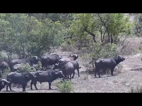 Djuma: Lions (Talamati/Dark Mane Avoca and large Buffalo herd-Pt:1 - 09:50 - 11/04/21