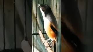 Download lagu Masteran Cendet Gacor Isian Lovebird Ngekek Panjang #Shorts #cendetgacor #YoutubeShorts #Short mp3