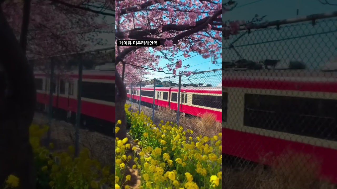 2월에 벌써 벚꽃?!!