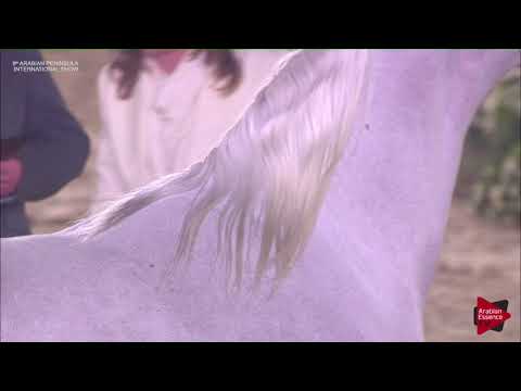 N.134 YAKOUTAH AL SHAQAB - 2019 Qatar Int. Peninsula show - Mares 7 to 10 years old (Class 8)