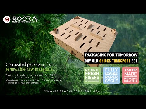 Poultry corrugated chick box