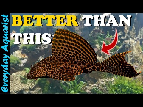 6 Aquarium ALGAE EATERS That Are BETTER Than PLECO