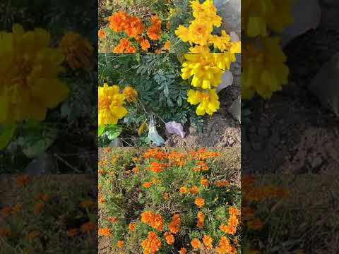 なぜマリーゴールドを菜園に植えるのですか？いつ、どのように行うのですか?  庭園