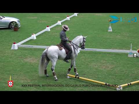 180622 Maneabilidade - João André Gonçalves com Damasco