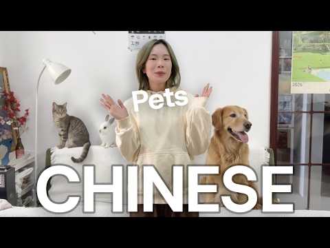 Common Pets comprehensible input video thumbnail