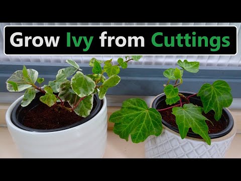 How to Propagate English Ivy from Cuttings (Complete Process)