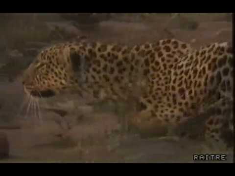 Geo 1988, "I  leopardi di  Masai Mara", Gianclaudio Lopez