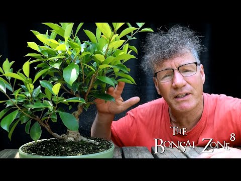 Pruning Three Different Style Ficus, Part 2, The Bonsai Zone, July 2021