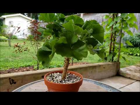 Geranium Bonsai Update & Pruning