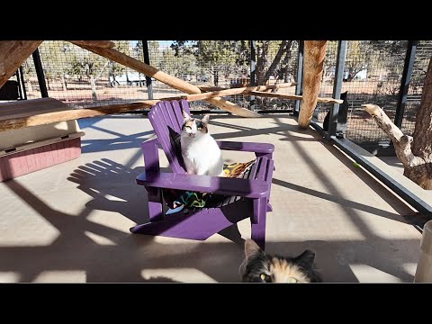 Volunteer builds wooden chairs and couches for the cats at Best Friends
