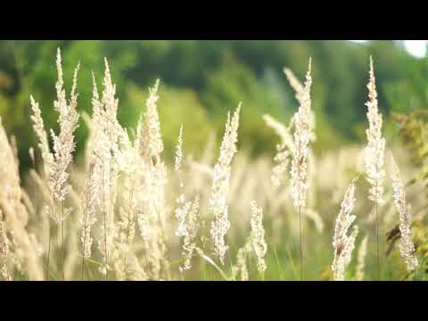 Dark Taupe   Arden Forest Relaxing music, Healing music, Beautiful music for sleep better