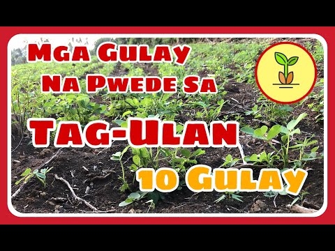 , title : 'Mga Gulay na Pwedeng Itanim sa Tagulan'