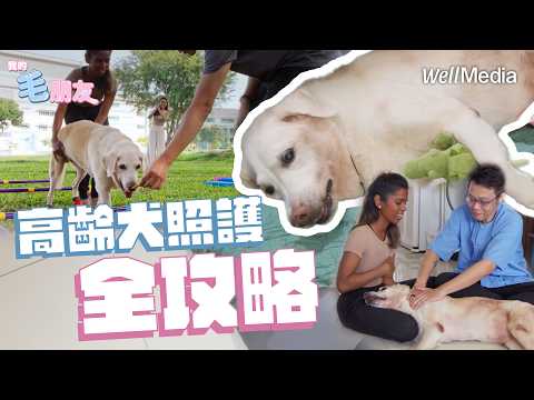 高齡犬照護全攻略!狗狗衰老的跡象你發現了嗎?【我的毛朋友】EP8
