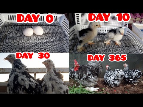 , title : 'From Egg to Mature Chicken 🥚🐣🐤🐔 |  Raising Cochin Chickens - Koşin Tavuklarının Gelişimi'
