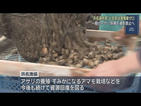 YouTube Video 浜名湖のアサリ漁業者以外が獲ることを全面的に禁止に　浜松市・浜名漁協